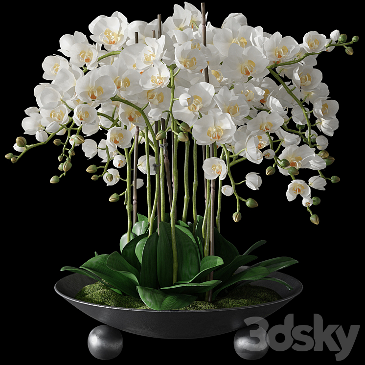 Orchids 1 3D Model