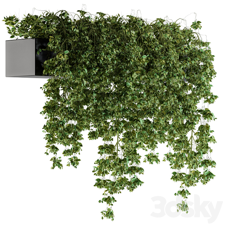 Hanging ivy Plants in Pot 3DS Max - thumbnail 1
