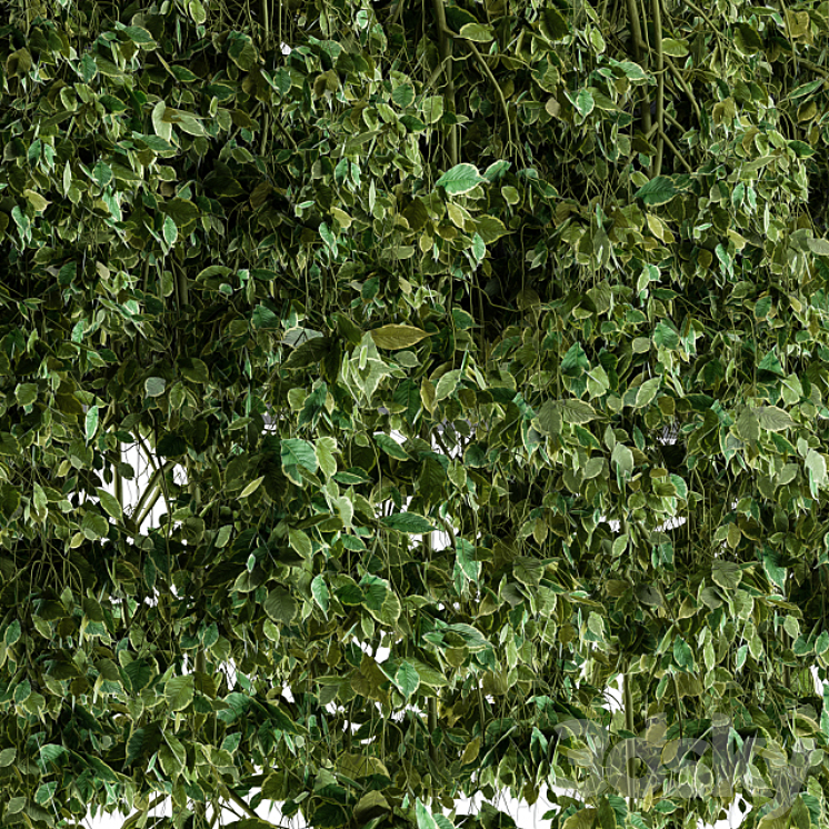 Hanging ivy Plants in Pot 3DS Max - thumbnail 2
