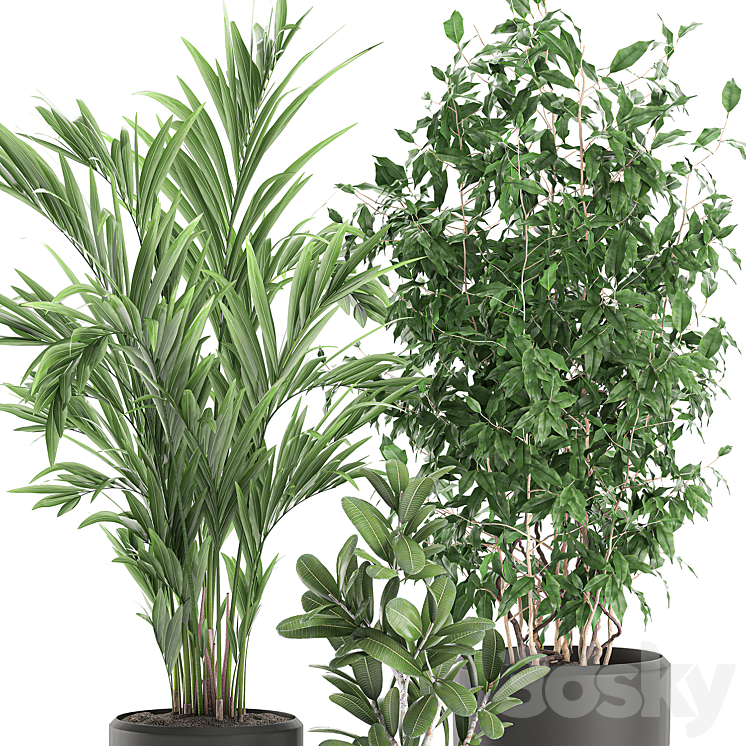 Collection of plants in black pots with Ficus benjamin palm hovea neanta. Set 567. 3D Model