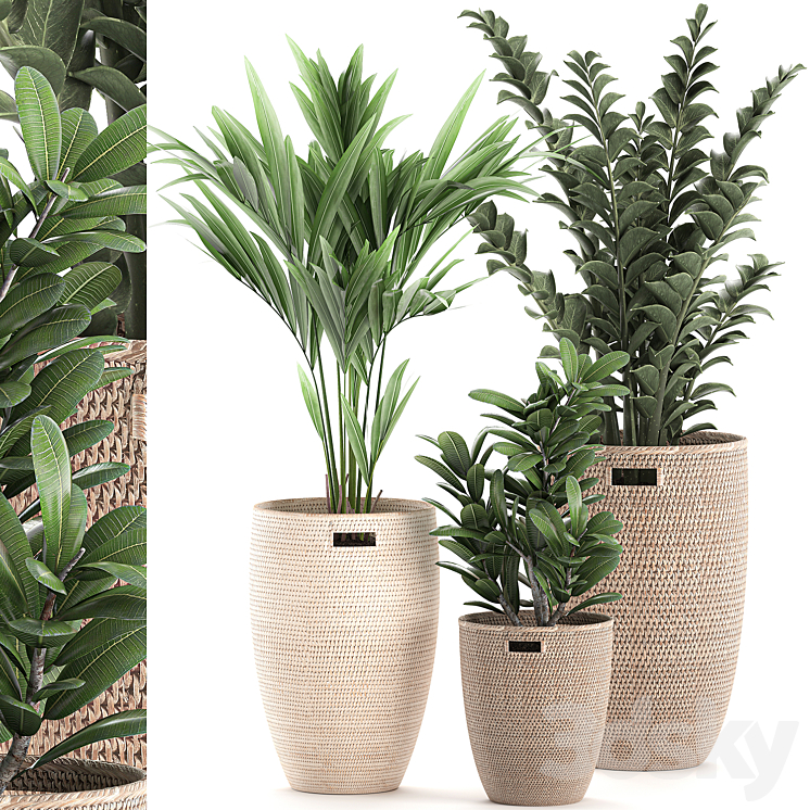 Collection of plants in decorative baskets pots with Zamiokulkas Money tree palm tree hovea. Set 568. 3DS Max - thumbnail 1