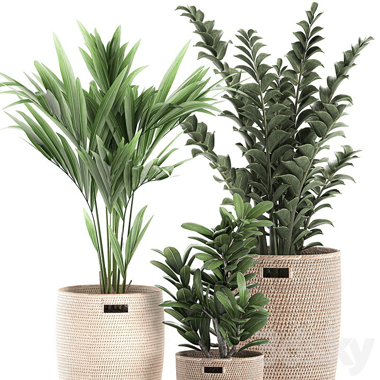 Collection of plants in decorative baskets pots with Zamiokulkas Money tree palm tree hovea. Set 568. 3D Model