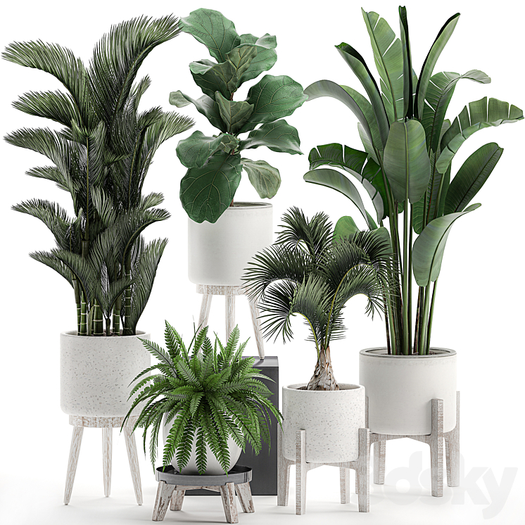 Collection of plants in white pots on legs with Dipsis palm banana fern ficus lirata strelitzia ravenala. Set 573. 3DS Max - thumbnail 1