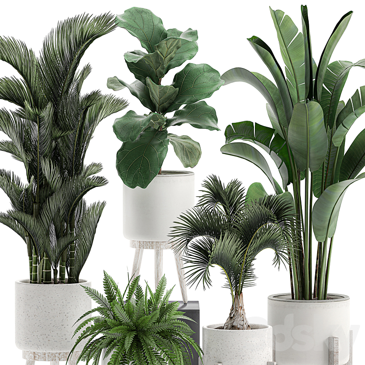 Collection of plants in white pots on legs with Dipsis palm banana fern ficus lirata strelitzia ravenala. Set 573. 3DS Max - thumbnail 2