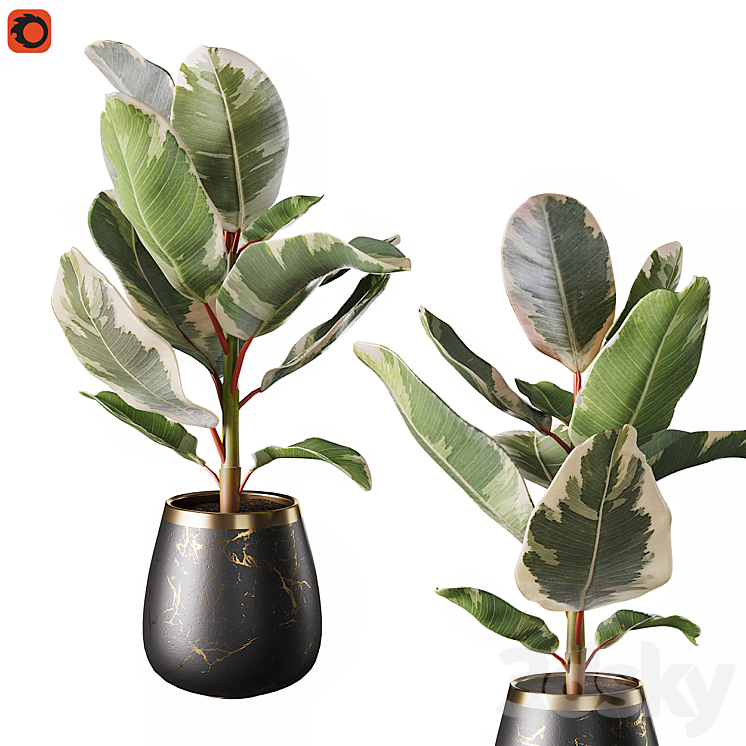 Set of plants ficus rubbery 3D Model