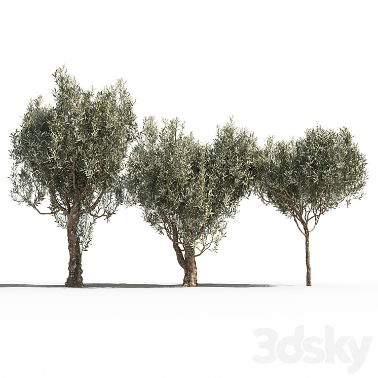 Olive Trees 3 (Olive Trees 3) 3DS Max - thumbnail 1