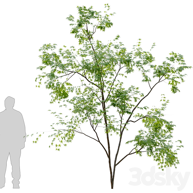 Two young trees 3D Model