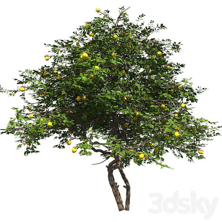 Lemon Tree with fruits and blossom 3D Model