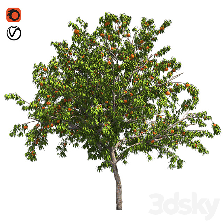 Peach tree with fruit 3DS Max - thumbnail 1