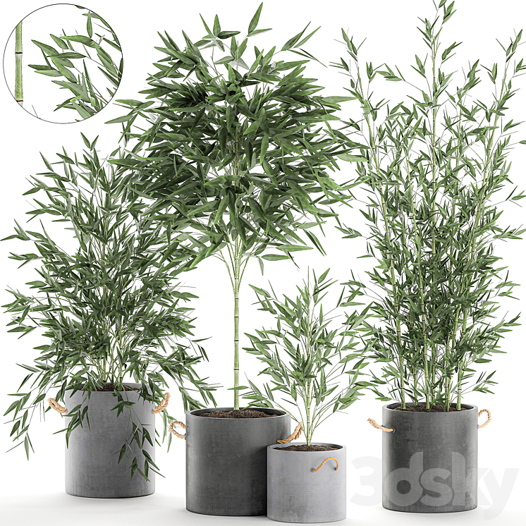A collection of beautiful small lush bamboo bushes in concrete pots with bamboo handles. Set 596. 3DS Max - thumbnail 1