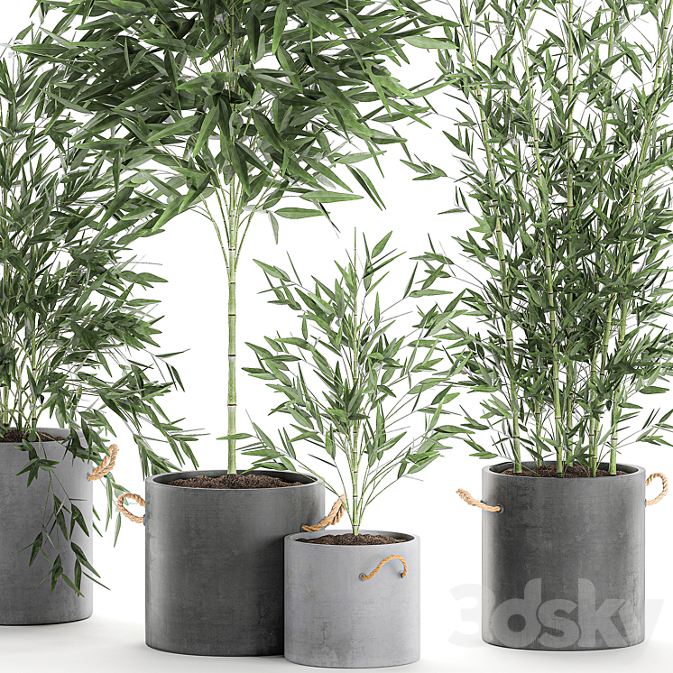 A collection of beautiful small lush bamboo bushes in concrete pots with bamboo handles. Set 596. 3DS Max - thumbnail 2
