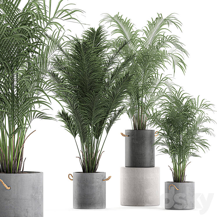 A collection of beautiful small lush palm trees in concrete pots with handles of Hovey kentiya neanta. Set 599. 3DS Max - thumbnail 1