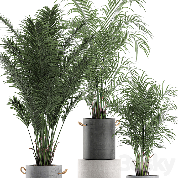 A collection of beautiful small lush palm trees in concrete pots with handles of Hovey kentiya neanta. Set 599. 3D Model