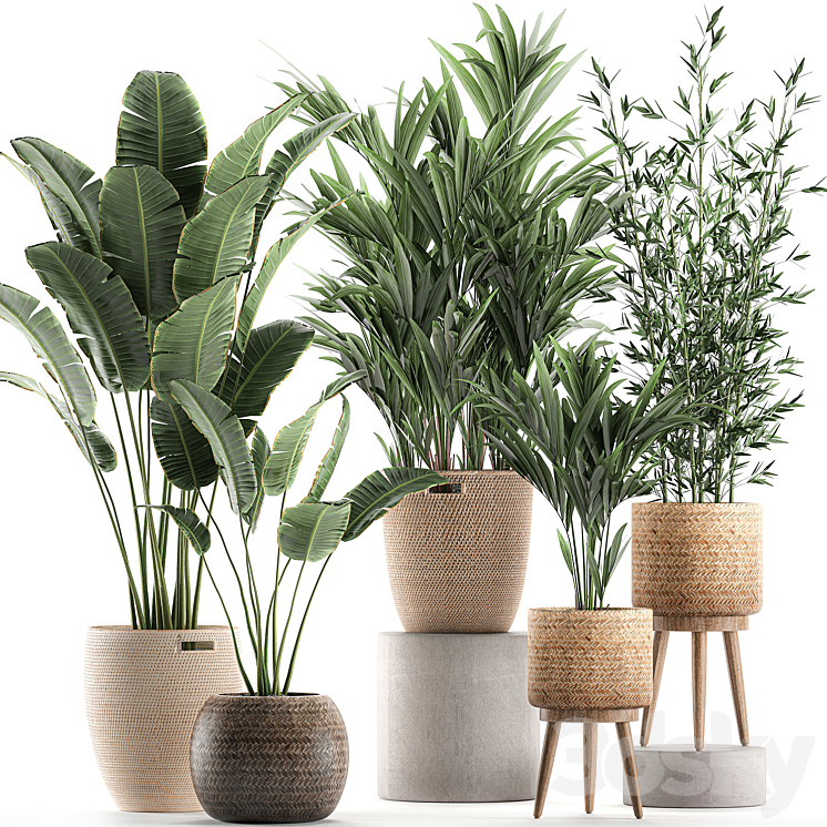 Collection of indoor plants in rattan baskets with palm bamboo banana for decoration and interior. Set 600. 3DS Max - thumbnail 1