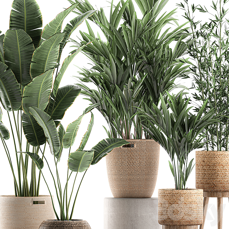Collection of indoor plants in rattan baskets with palm bamboo banana for decoration and interior. Set 600. 3DS Max - thumbnail 2
