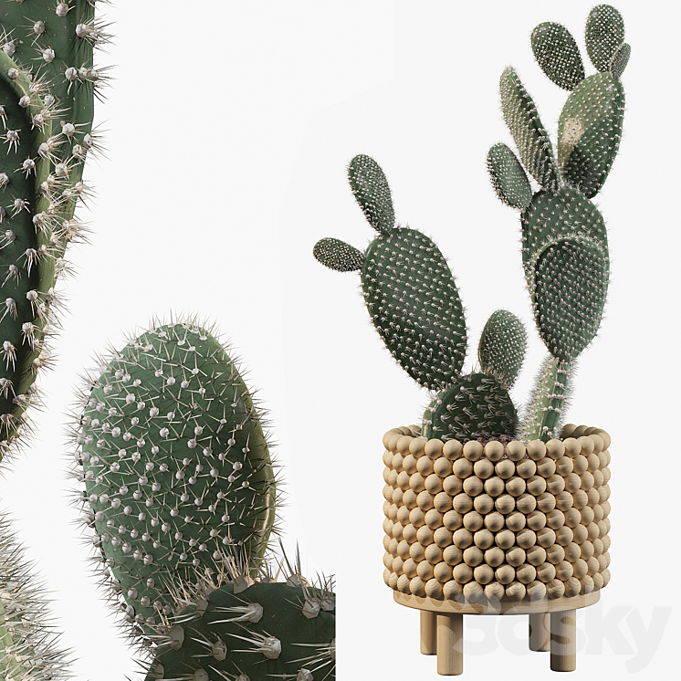 Plants collection 038 – Opuntia microdasys 03 3DS Max - thumbnail 1
