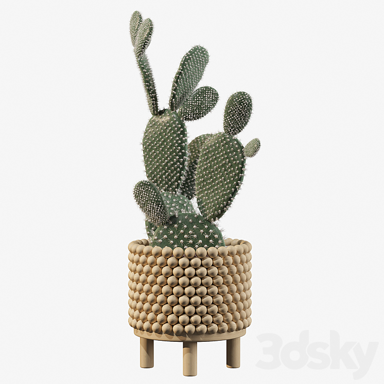 Plants collection 038 – Opuntia microdasys 03 3DS Max - thumbnail 2