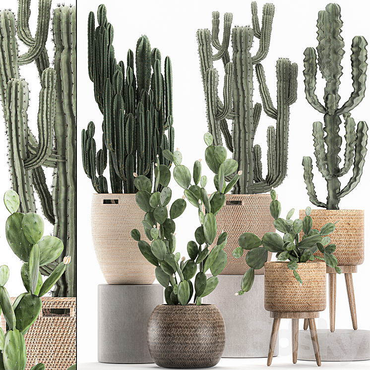 A collection of small cacti in beautiful woven rattan baskets with Prickly pear Carnegie Cereus desert plants. Set 617. 3DS Max - thumbnail 1