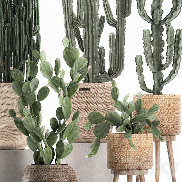 A collection of small cacti in beautiful woven rattan baskets with Prickly pear Carnegie Cereus desert plants. Set 617. 3DS Max - thumbnail 2
