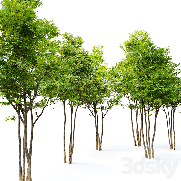 Two maple tree 3D Model