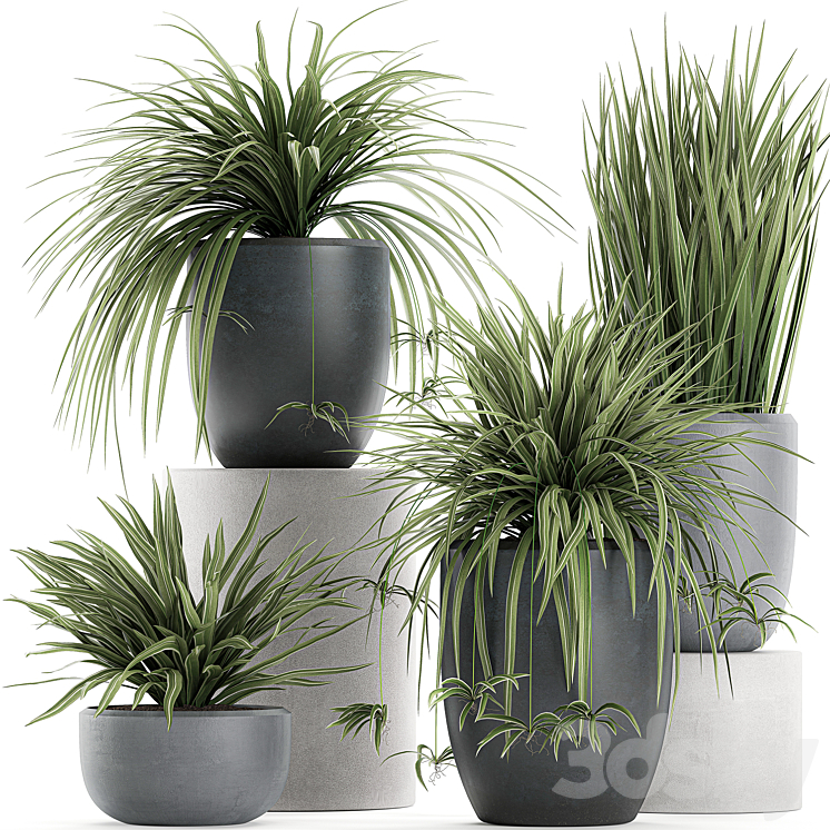 A collection of small bushes of indoor plants in black pots with Chlorophytum. Set 625. 3DS Max - thumbnail 1
