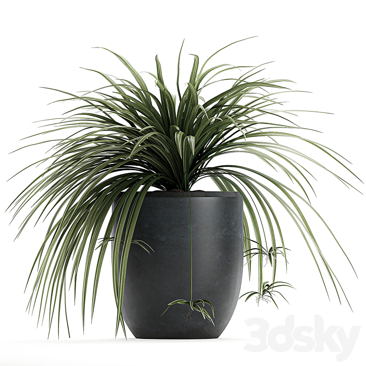 A collection of small bushes of indoor plants in black pots with Chlorophytum. Set 625. 3DS Max - thumbnail 2