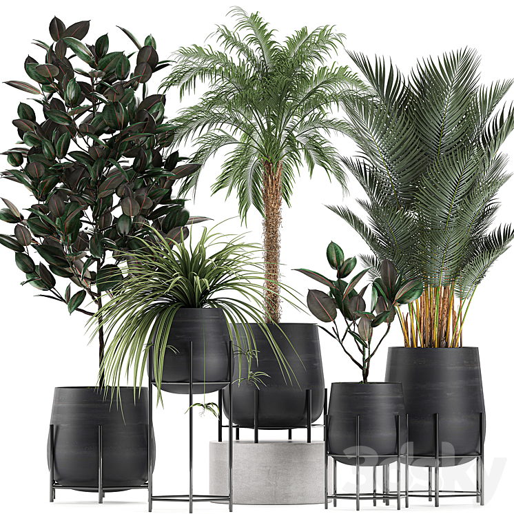 Collection of small plants in black pots on legs with Date palm ficus Chlorophytum Abidjan. Set 627.