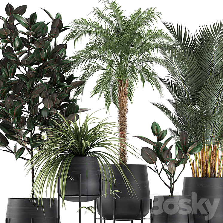 Collection of small plants in black pots on legs with Date palm ficus Chlorophytum Abidjan. Set 627. 3D Model