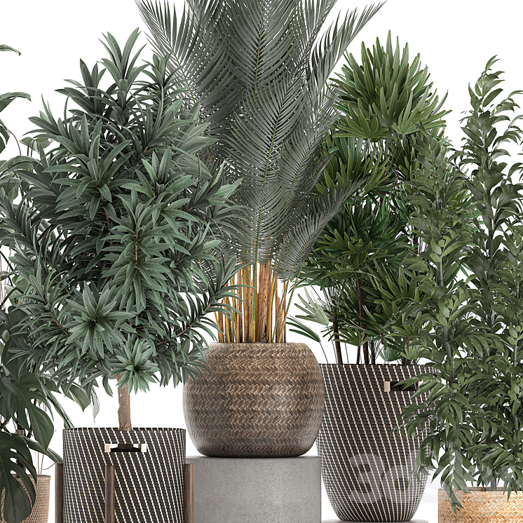 Collection of plants in flower wicker baskets with Monstera bamboo bush palm Raphis Palm Dracaena. Set 632. 3D Model