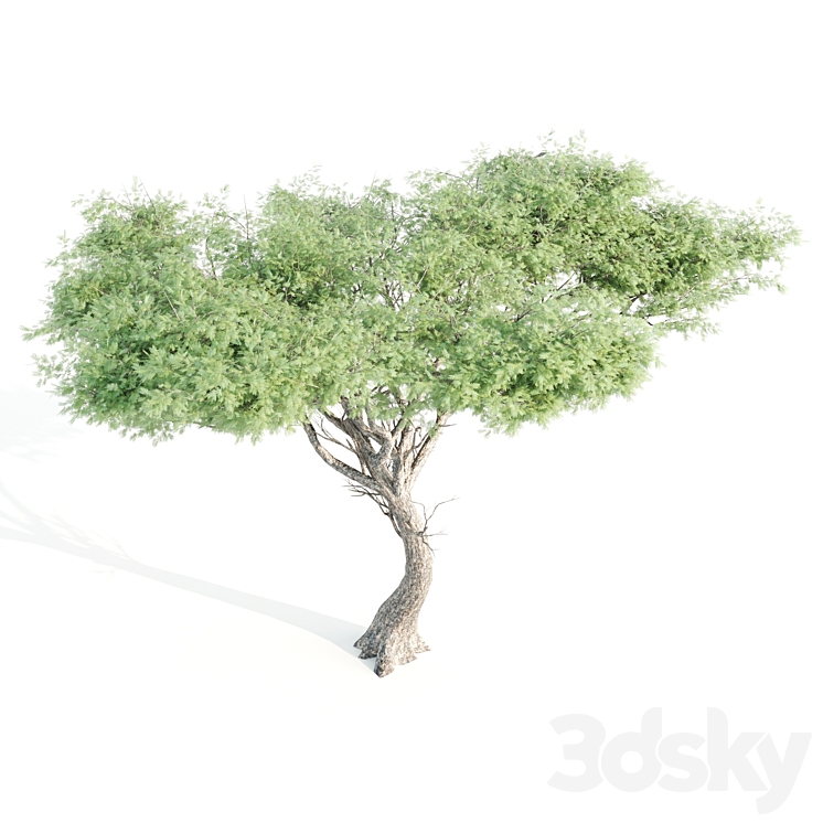 set of tree05 3DS Max - thumbnail 2