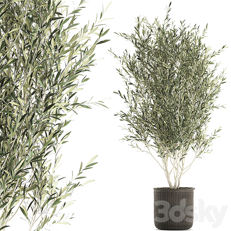 A beautiful little decorative olive tree in a wicker basket. Set 651. 3DS Max - thumbnail 1