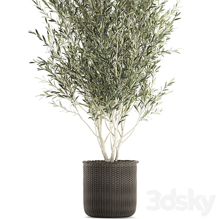 A beautiful little decorative olive tree in a wicker basket. Set 651. 3DS Max - thumbnail 2