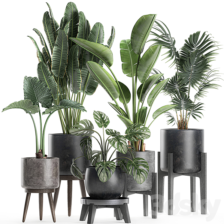Collection of small beautiful plants in black pots on legs with Banana palm strelitzia monstera. Set 659. 3DS Max - thumbnail 1