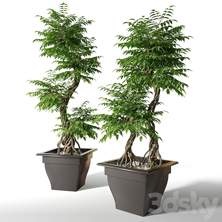 Large artificial tree Fruticosa 3DS Max - thumbnail 1