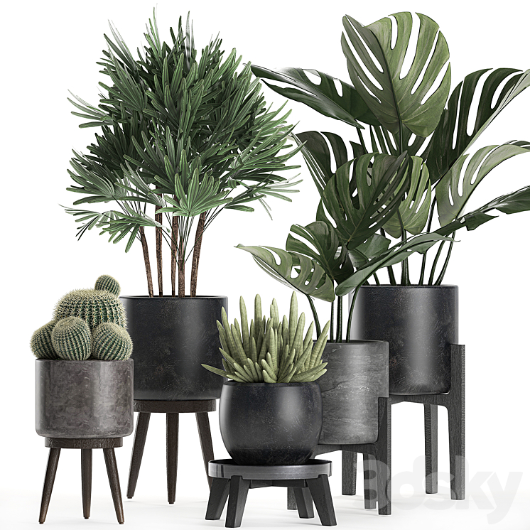 A collection of small beautiful plants in black pots on legs with Monstera Rapeseed palm cactus. Set 662. 3DS Max - thumbnail 1