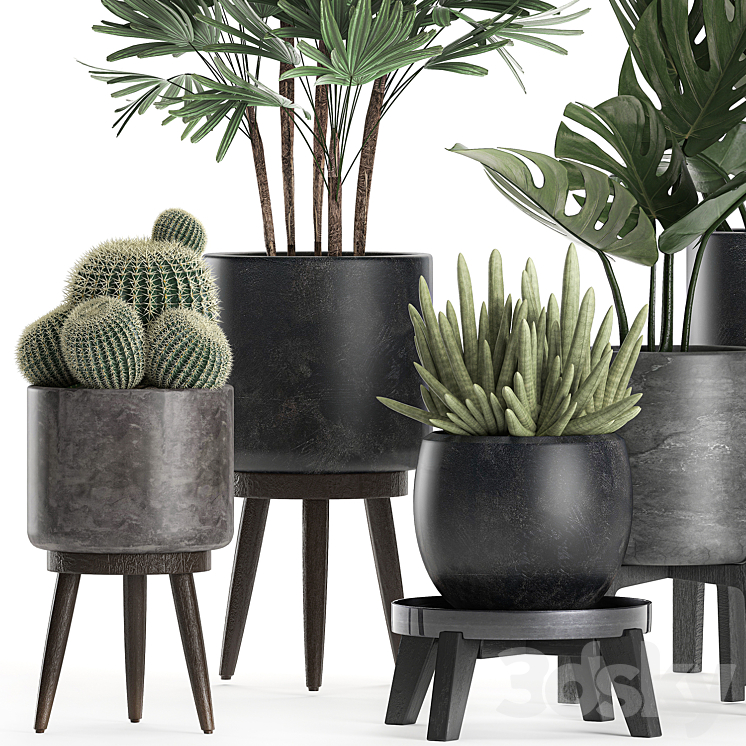 A collection of small beautiful plants in black pots on legs with Monstera Rapeseed palm cactus. Set 662. 3DS Max - thumbnail 2