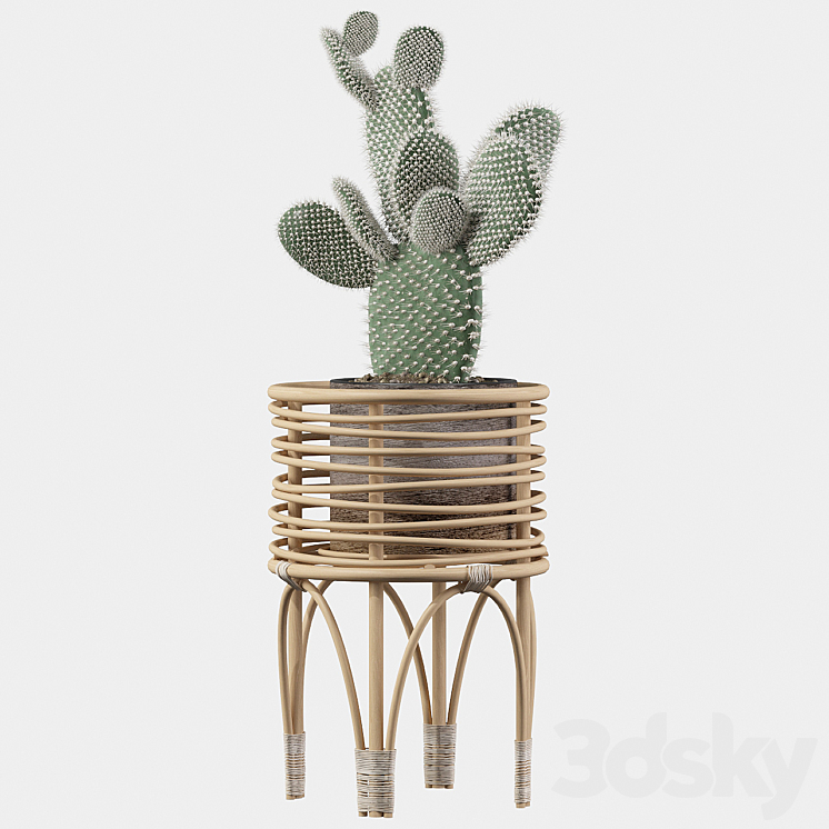 Plants collection 049 - Opuntia microdasys 04 3D Model