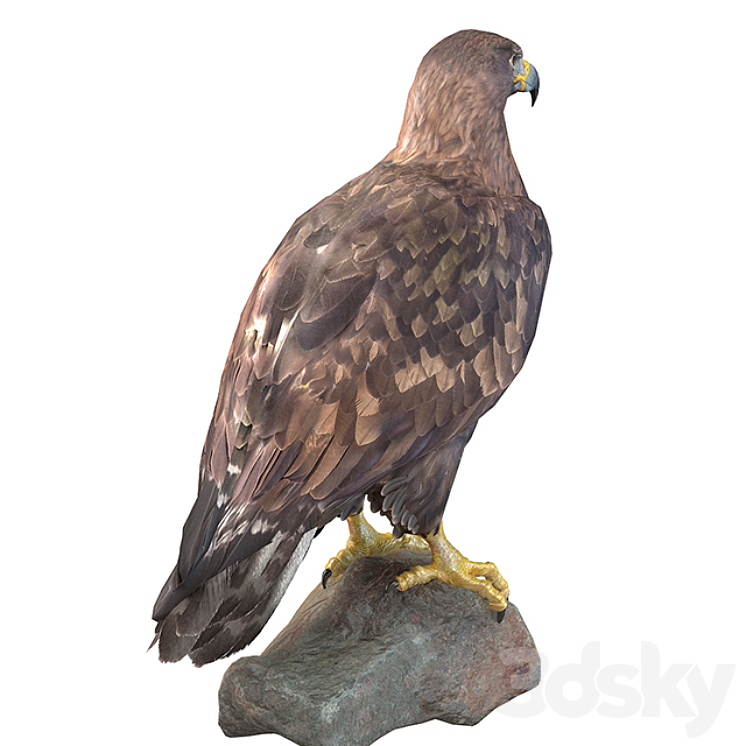 Golden eagle 3D Model