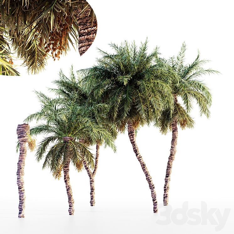 Date palm collection 3DS Max Model - thumbnail 1