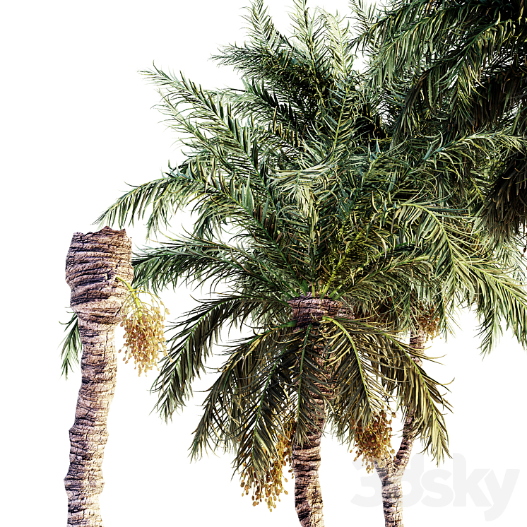 Date palm collection 3DS Max Model - thumbnail 2