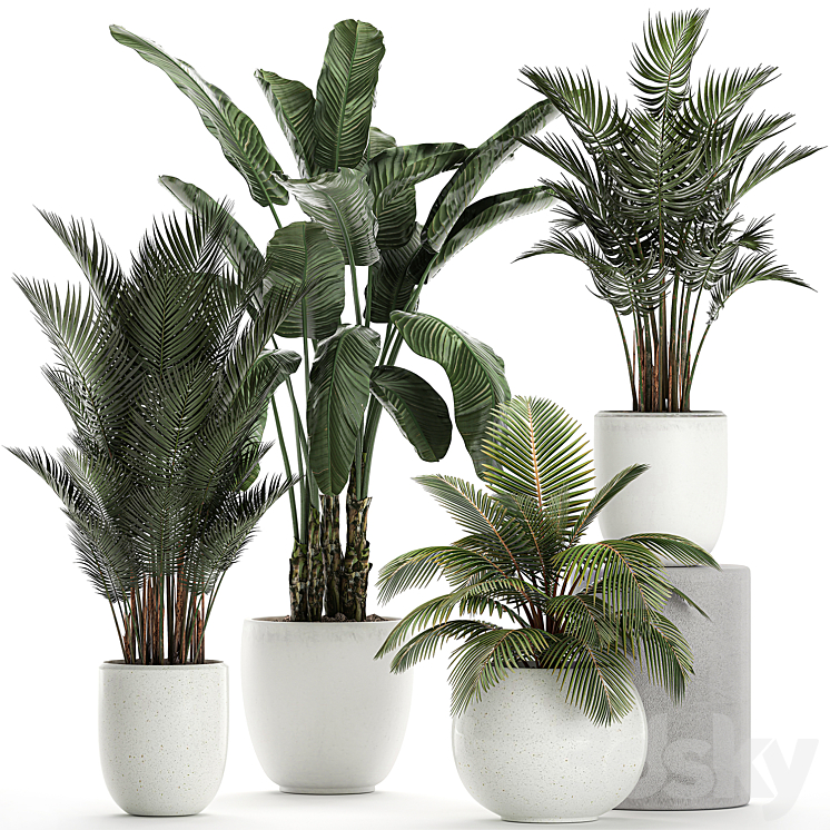 Collection of small palm plants in white pots with banana palm hovea coconut strelitzia. Set 674. 3DS Max - thumbnail 1