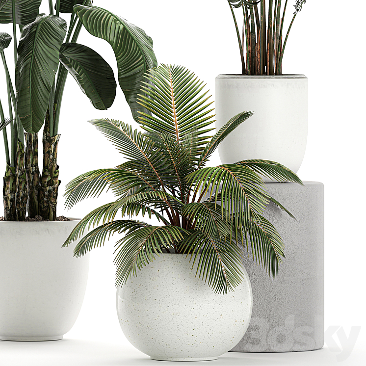 Collection of small palm plants in white pots with banana palm hovea coconut strelitzia. Set 674. 3DS Max - thumbnail 2