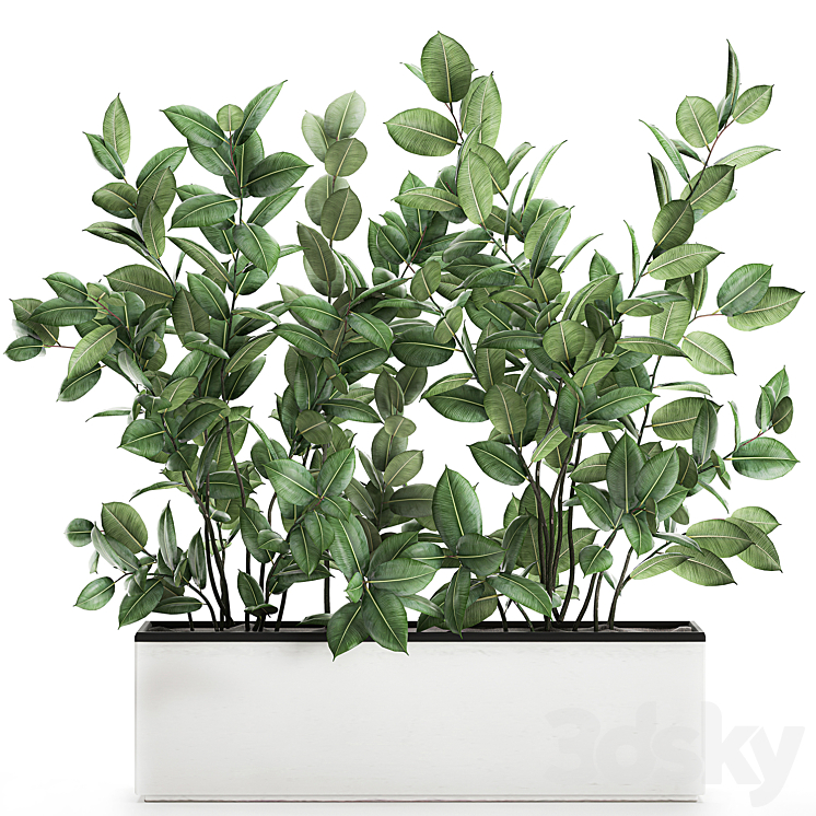 Plant Ficus elastica 675. Thickets ornamental tree white pot flowerpot Scandinavian style bushes 3DS Max - thumbnail 1
