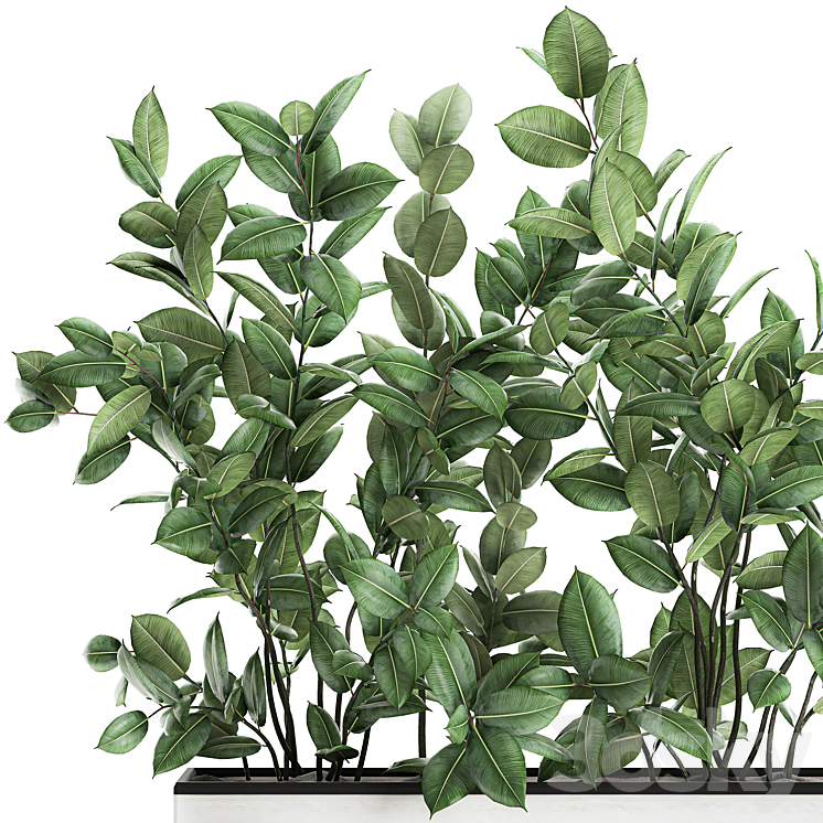 Plant Ficus elastica 675. Thickets ornamental tree white pot flowerpot Scandinavian style bushes 3DS Max - thumbnail 2