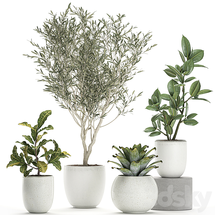 Collection of small ornamental plants in white pots with Olive tree ficus croton bromelia sapling. Set 676 3DS Max - thumbnail 1