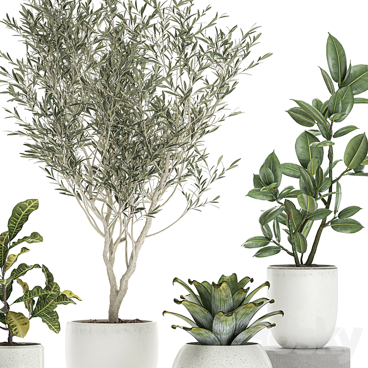 Collection of small ornamental plants in white pots with Olive tree ficus croton bromelia sapling. Set 676 3DS Max - thumbnail 2