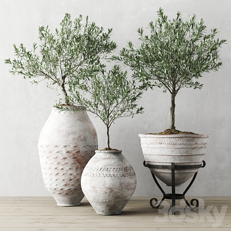 Olive European In Antique Vessels 3DS Max - thumbnail 1