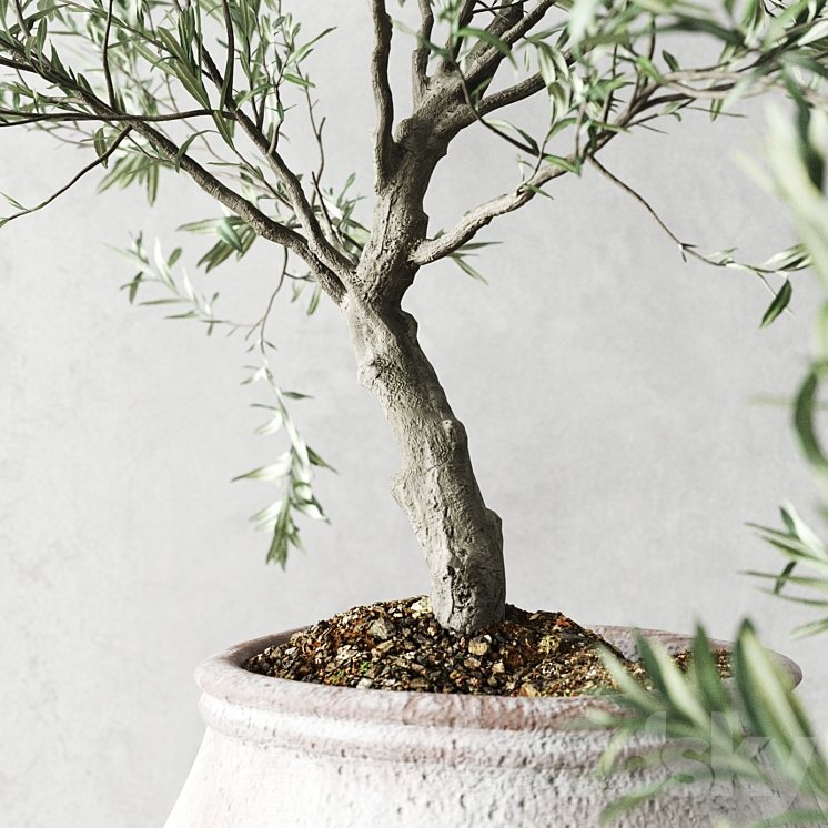 Olive European In Antique Vessels 3DS Max - thumbnail 2