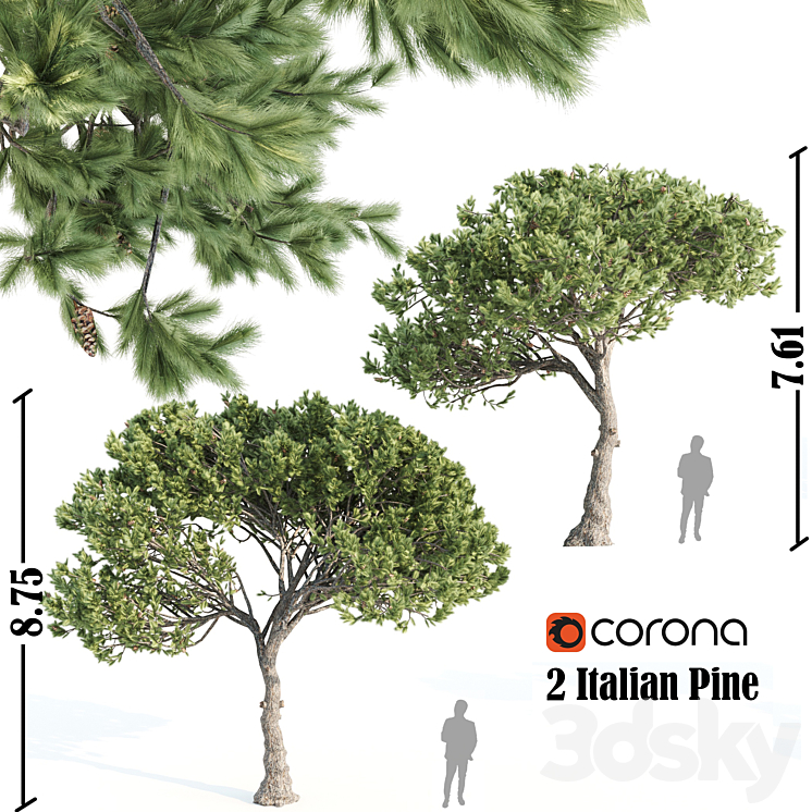 2 Italian pine corona 3DS Max - thumbnail 1