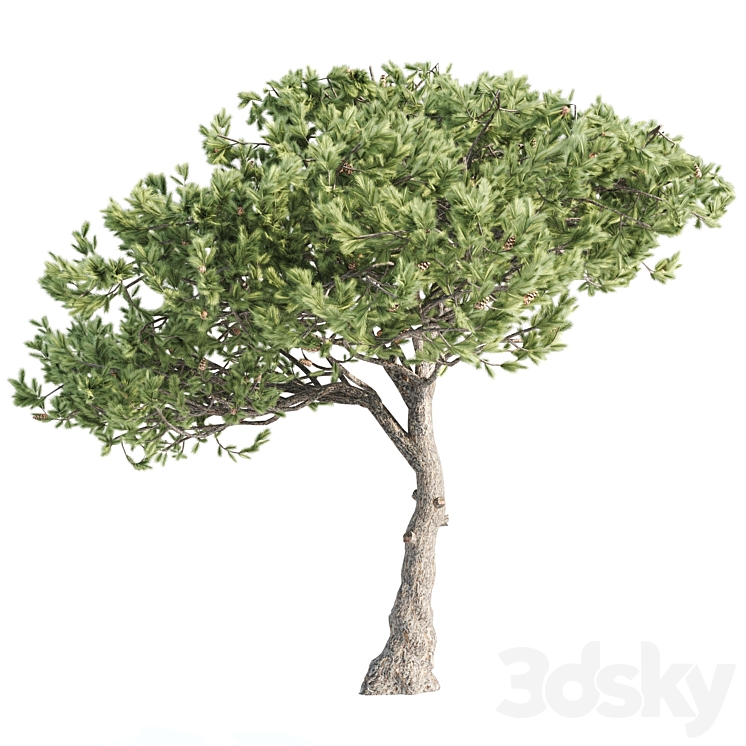 2 Italian pine corona 3DS Max - thumbnail 2